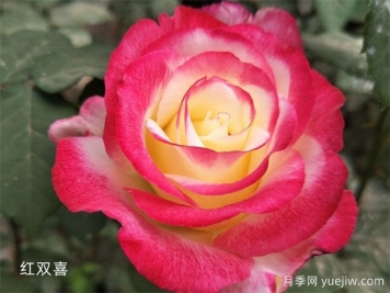 推薦20個(gè)大花月季品種，花大味香，顏值擔當