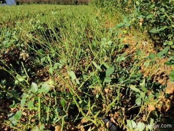 讓大花月季更加茂盛美麗，要學(xué)會(huì )修剪