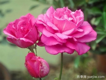 影響大花月季開(kāi)花時(shí)間的因素喲哪些？