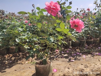 想要大花月季常年開(kāi)花？需避免這些養殖誤區！