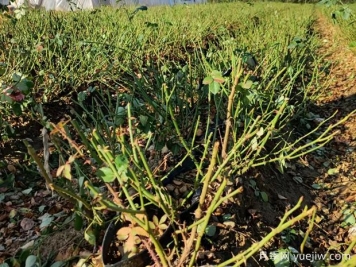 月季開(kāi)花后如何進(jìn)行正確的修剪？