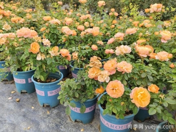 月季花通用養護技巧總結，為啥買(mǎi)來(lái)幾天月季就蔫了？