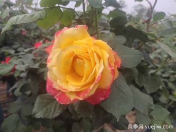 月季養護6要素，學(xué)會(huì )了輕松養爆盆！