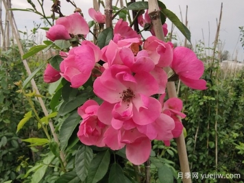 入冬后月季花怎么養？月季花如何才能開(kāi)爆花？