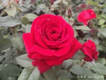 愛(ài)花必養大花月季，花大味香還好養，
