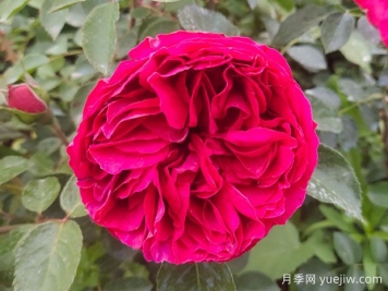 熱門(mén)耐熱月季品種，夏季開(kāi)花美爆庭院