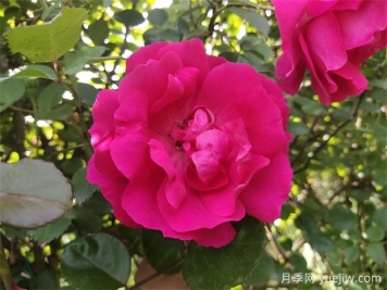 藤本月季經(jīng)典——大游行種植養護指南