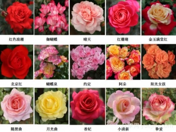 月季育種家：中國農業(yè)大學(xué)月季育種團隊