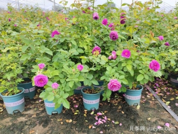 為什么椰磚種月季容易死？防范措施是什么？