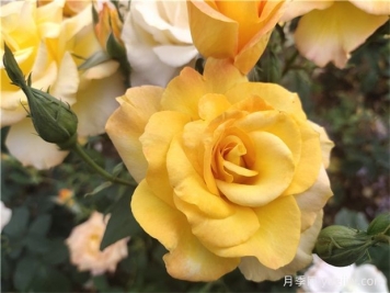 月季花有什么澆水技巧？如何澆水使月季苗茁壯生長(cháng)？