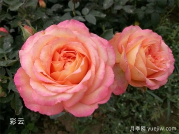 月季專(zhuān)業(yè)知識，分類(lèi)/花型/花色/花香