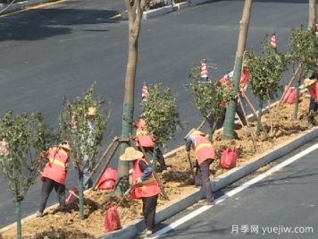 南陽(yáng)向蕪湖贈送千株樹(shù)狀月季