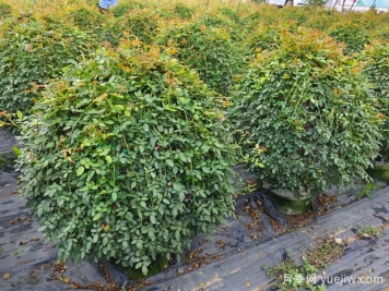月季花球造型驚艷，風(fēng)靡園林綠化