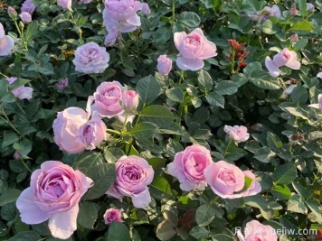 6個(gè)抗病性強勤花的月季經(jīng)典品種