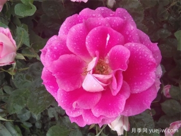 月季花的開(kāi)花持續時(shí)間有多長(cháng)？