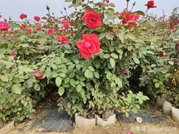美植袋月季，大花豐花大缽月季苗