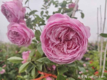 分享八款歐月月季花，顏值爆棚非常美麗