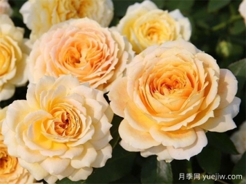 冬季月季花卉施肥全攻略，春天開(kāi)爆盆