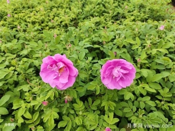 鮮花中玫瑰，很多人說(shuō)是月季