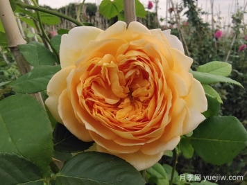 你認為的玫瑰，其實(shí)是月季花