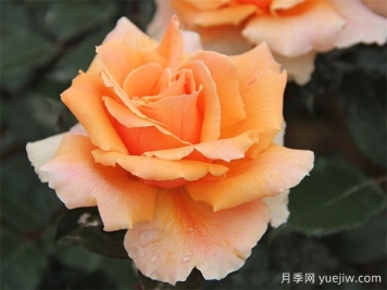 大花月季的肥料應該如何施加，才能保證良好生長(cháng)？