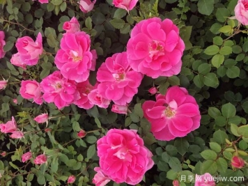 區分豐花月季和其他月季的方法有哪些？