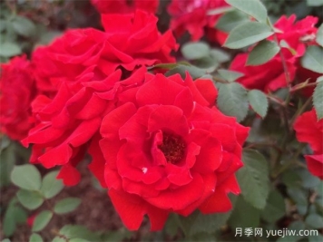如何選擇適合自己的豐花月季品種？