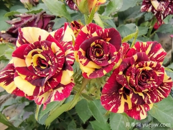 開(kāi)花丑到哭！這6種月季花勸你不要買(mǎi)