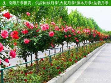 園林綠化苗木品種怎么選？