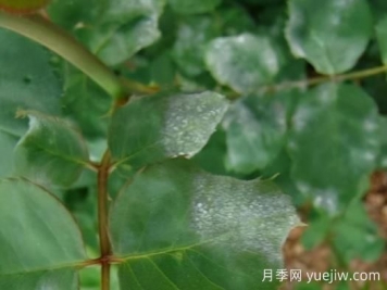 9種常見(jiàn)的月季病蟲(chóng)害，癥狀與防治都在這里