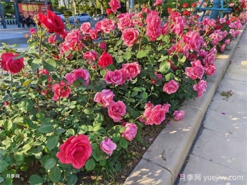 花壇和花境是什么？有什么區別？