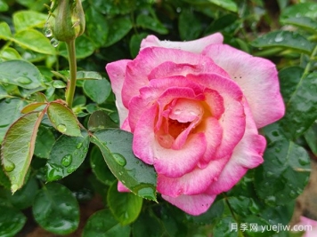 月季、玫瑰、薔薇，到底有什么區別？