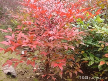 南天竹小苗如何種植？