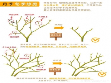 月季冬剪全攻略！各地區月季修剪時(shí)間和方法，全總結