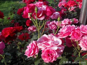 呂梁月季市花文化和景觀(guān)圖集