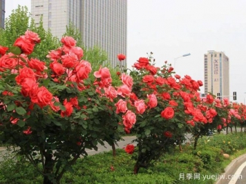 合肥月季應用和景觀(guān)圖集
