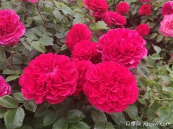 安慶市花是什么花？
