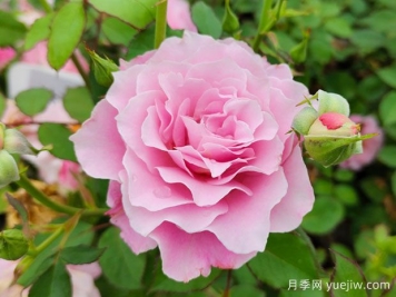 如何養好月季花？月季栽培管理技術(shù)要點(diǎn)