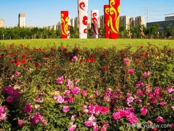 聊城月季市花文化和景觀(guān)圖集