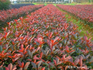 紅葉石楠種植密度應該是多少株？
