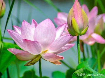 蓮花與荷花有什么區別？