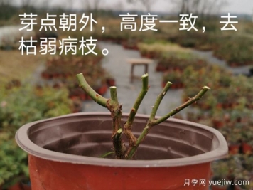 1月月季管理養護重點(diǎn)在哪里？請收好這份指南