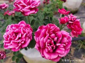 好養的4種月季花，可以種在陽(yáng)臺或庭院里