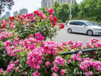 德州月季應用和景觀(guān)圖集
