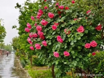 菏澤月季應用和景觀(guān)圖集