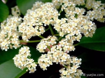 石楠花這么臭，為什么還要大力的種？