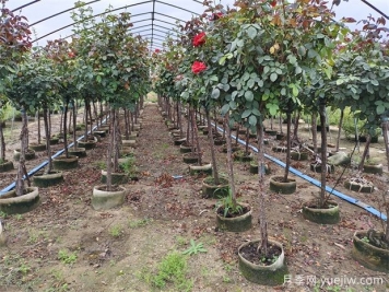 2024年綠化苗木種植風(fēng)向標，苗木如何才能掙錢(qián)？
