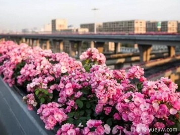 杭州高架月季實(shí)現定期開(kāi)花，是如何進(jìn)行花期調控的？