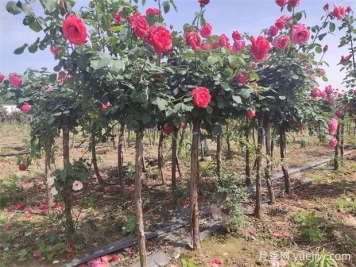 樹(shù)狀月季花開(kāi)一路，建設大美紹興