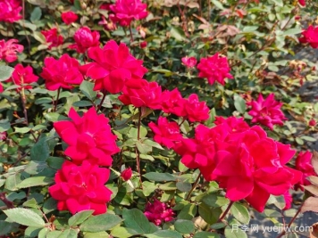 廣東東莞佛山梅州珠海等地花友如何種植月季？